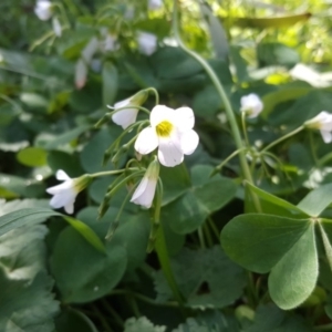 Oxalis articulata at Isaacs, ACT - 4 Apr 2020 04:01 AM