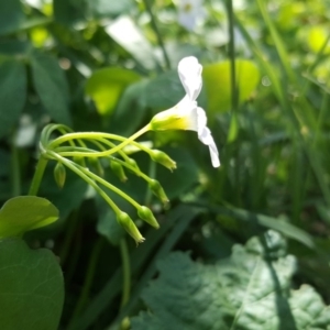 Oxalis articulata at Isaacs, ACT - 4 Apr 2020