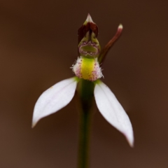 Eriochilus cucullatus (Parson's Bands) at Tallaganda National Park - 2 Mar 2020 by SthTallagandaSurvey