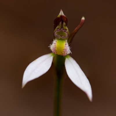 Eriochilus cucullatus (Parson's Bands) at Rossi, NSW - 2 Mar 2020 by SthTallagandaSurvey