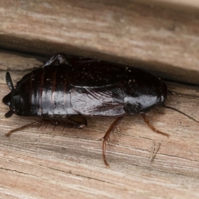 Paratemnopteryx couloniana (A native cockroach) at Michelago, NSW - 7 Mar 2020 by Illilanga