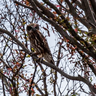 Ninox boobook (Southern Boobook) at Tallaganda National Park - 2 Mar 2020 by SthTallagandaSurvey