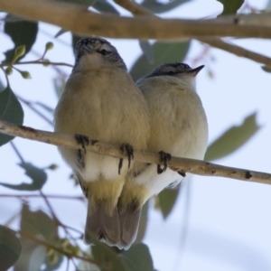 Acanthiza chrysorrhoa at Michelago, NSW - 18 Nov 2019 03:54 PM