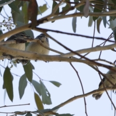 Acanthiza chrysorrhoa at Michelago, NSW - 18 Nov 2019 03:54 PM