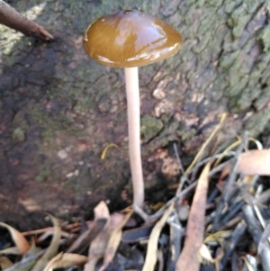 Oudemansiella gigaspora group at Molonglo Valley, ACT - 4 Apr 2020