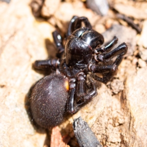 Missulena sp. (genus) at Rossi, NSW - 2 Mar 2020