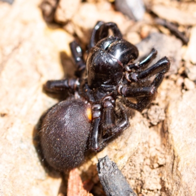 Missulena sp. (genus) (Mouse spider) at Rossi, NSW - 2 Mar 2020 by SthTallagandaSurvey