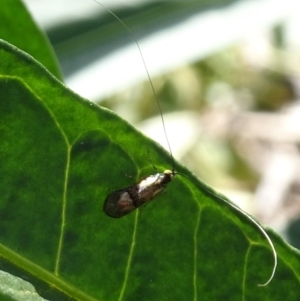 Nemophora (genus) at Kambah, ACT - 4 Apr 2020