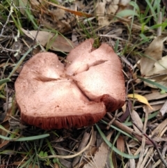 Gymnopilus junonius at Hackett, ACT - 4 Apr 2020 by JoeG