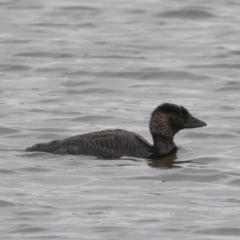 Biziura lobata (Musk Duck) at Michelago, NSW - 30 Mar 2020 by Illilanga