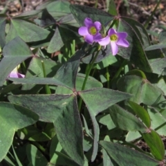 Oxalis latifolia (Fishtail Oxalis) at Hawker, ACT - 31 Mar 2020 by pinnaCLE