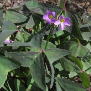 Oxalis latifolia at Hawker, ACT - 31 Mar 2020