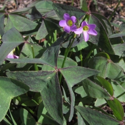 Oxalis latifolia (Fishtail Oxalis) at Hawker, ACT - 31 Mar 2020 by pinnaCLE