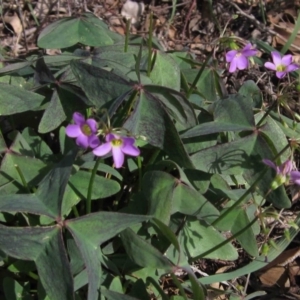 Oxalis latifolia at Hawker, ACT - 31 Mar 2020