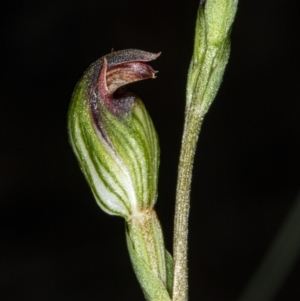 Speculantha rubescens at Crace, ACT - suppressed