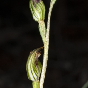 Speculantha rubescens at Crace, ACT - suppressed