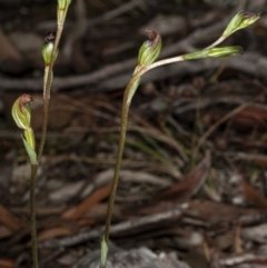 Speculantha rubescens at Crace, ACT - suppressed