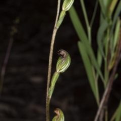 Speculantha rubescens at Crace, ACT - suppressed