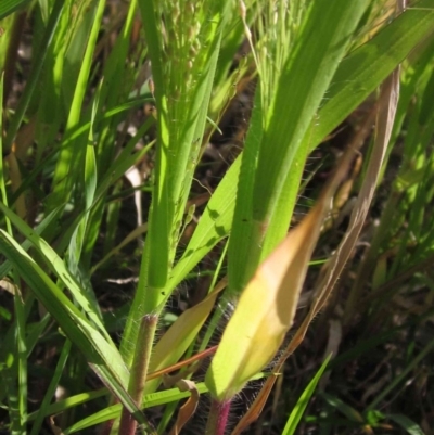 Panicum capillare/hillmanii (Exotic/Invasive Panic Grass) at The Pinnacle - 1 Apr 2020 by pinnaCLE