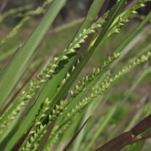 Paspalidium distans at Weetangera, ACT - 1 Apr 2020