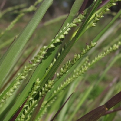 Paspalidium distans (Spreading Panic Grass) at Weetangera, ACT - 1 Apr 2020 by pinnaCLE