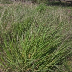 Paspalidium distans at Weetangera, ACT - 1 Apr 2020