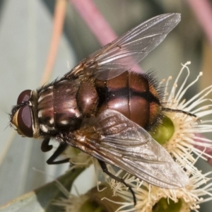 Rutilia (Grapholostylum) 'micans' at Michelago, NSW - 17 Dec 2019