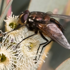 Rutilia (Grapholostylum) 'micans' at Michelago, NSW - 17 Dec 2019