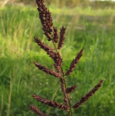Echinochloa crus-galli (Barnyard Grass) at Dunlop, ACT - 1 Apr 2020 by pinnaCLE