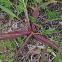 Echinochloa crus-galli at Dunlop, ACT - 1 Apr 2020 03:24 PM