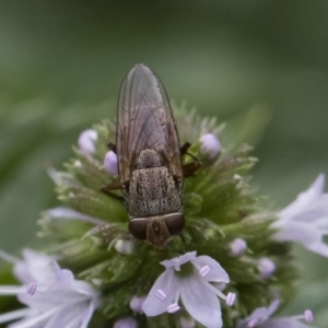 Metallea sp. (genus) at Michelago, NSW - 22 Mar 2019 01:37 PM