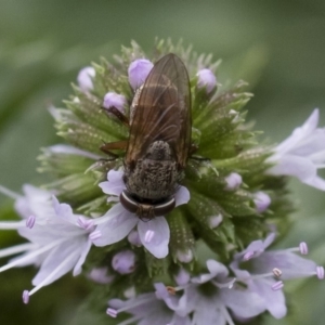 Metallea sp. (genus) at Michelago, NSW - 22 Mar 2019