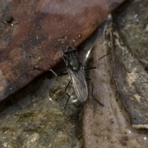 Ephydridae sp. (family) at Michelago, NSW - 17 Mar 2019