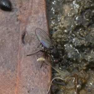 Ephydridae sp. (family) at Michelago, NSW - 17 Mar 2019