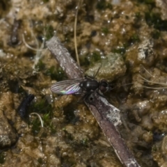 Ephydridae sp. (family) at Michelago, NSW - 17 Mar 2019