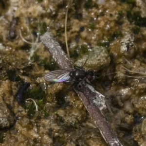 Ephydridae sp. (family) at Michelago, NSW - 17 Mar 2019