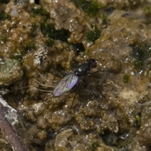 Ephydridae sp. (family) at Michelago, NSW - 17 Mar 2019