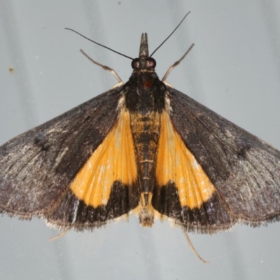 Uresiphita ornithopteralis (Tree Lucerne Moth) at Lilli Pilli, NSW - 31 Mar 2020 by jbromilow50