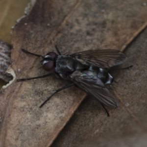 Tachinidae (family) at Michelago, NSW - 17 Mar 2019 11:04 AM