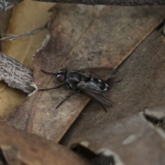 Tachinidae (family) at Michelago, NSW - 17 Mar 2019 11:04 AM