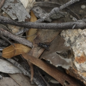 Tachinidae (family) at Michelago, NSW - 17 Mar 2019 11:04 AM