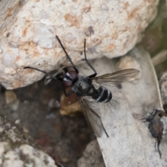 Tachinidae (family) at Michelago, NSW - 17 Mar 2019