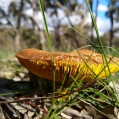 Phylloporus sp. (Phylloporus sp.) at Carwoola, NSW - 4 Apr 2020 by Zoed