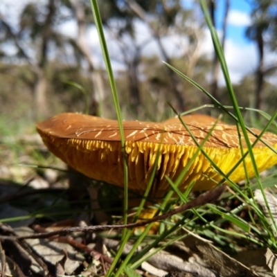 Phylloporus sp. (Phylloporus sp.) at Carwoola, NSW - 4 Apr 2020 by Zoed