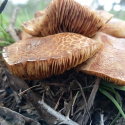 Phylloporus sp. at Carwoola, NSW - 4 Apr 2020 by Zoed