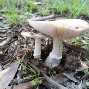 Amanita sp. at Carwoola, NSW - 4 Apr 2020