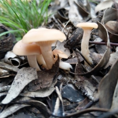 zz agaric (stem; gills white/cream) at Carwoola, NSW - 4 Apr 2020 by Zoed