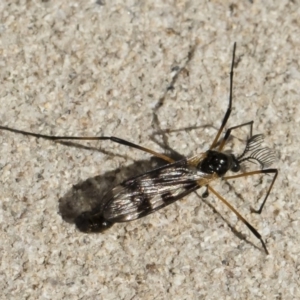 Gynoplistia (Gynoplistia) bella at Michelago, NSW - 11 Nov 2018