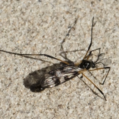 Gynoplistia (Gynoplistia) bella (A crane fly) at Michelago, NSW - 10 Nov 2018 by Illilanga
