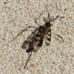 Gynoplistia (Gynoplistia) bella at Michelago, NSW - 11 Nov 2018